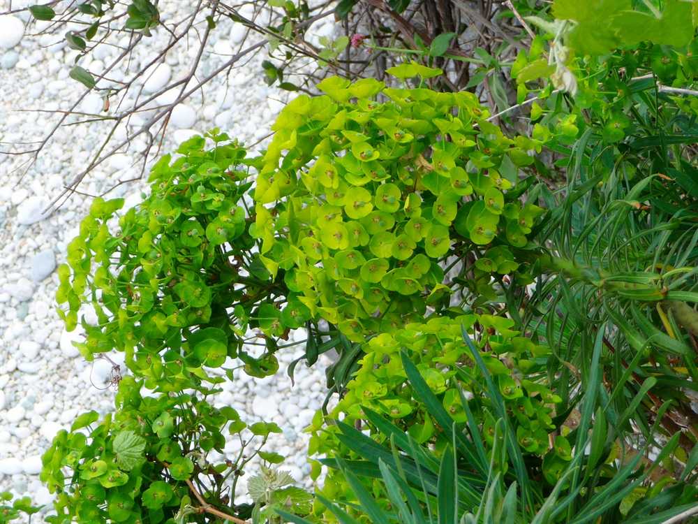 r o b i n 's y a r d euphorbia characias