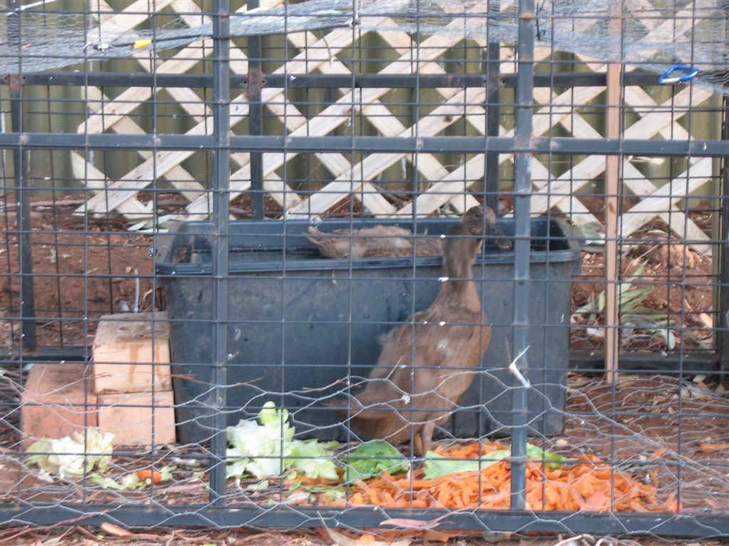 At Home with Kristy How to build a very cheap duck house