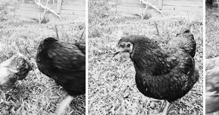 Burntfeather: Quitting Dairy