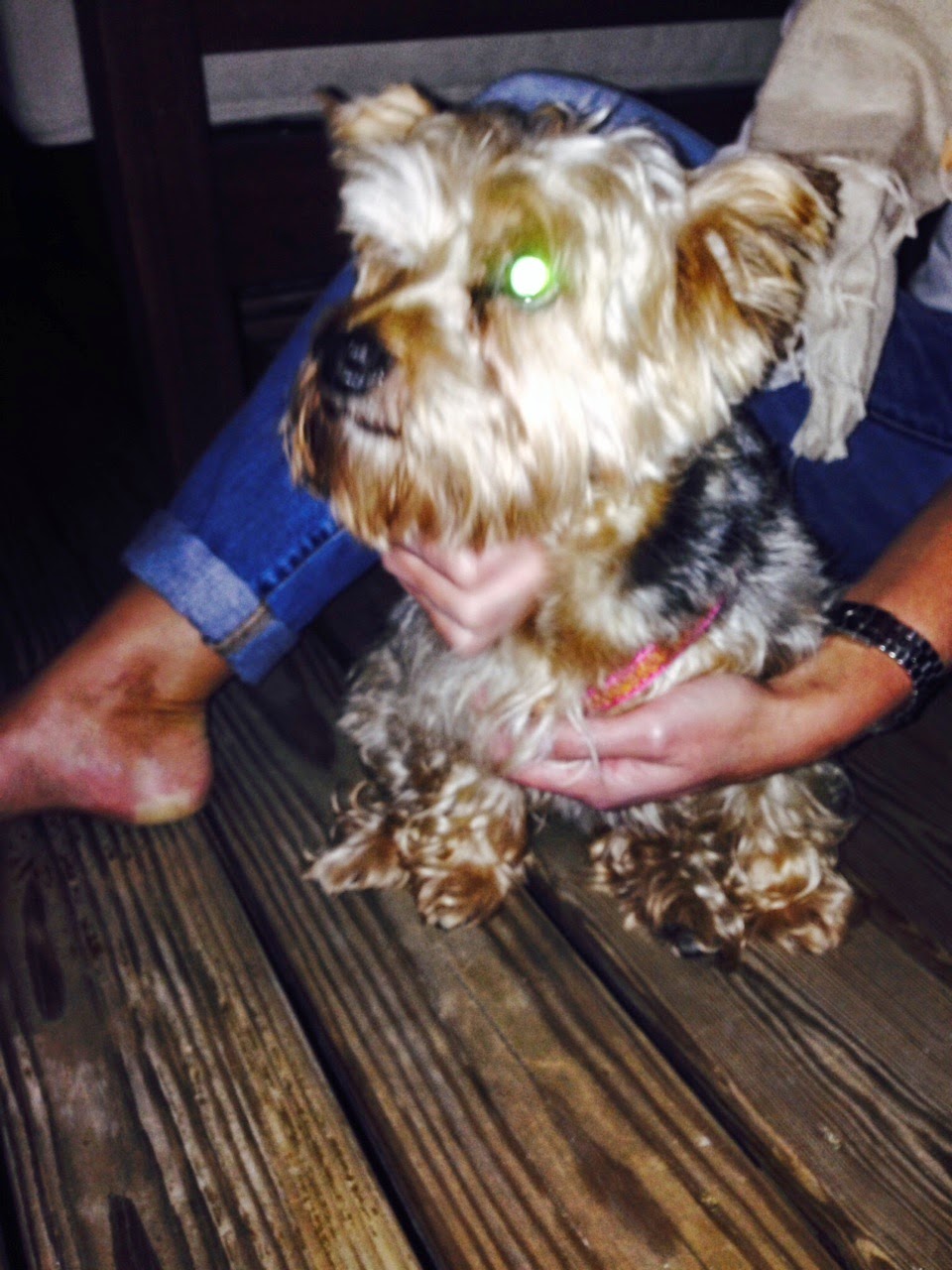 bloomingdale found dog in Eckington on the 1st Street NE