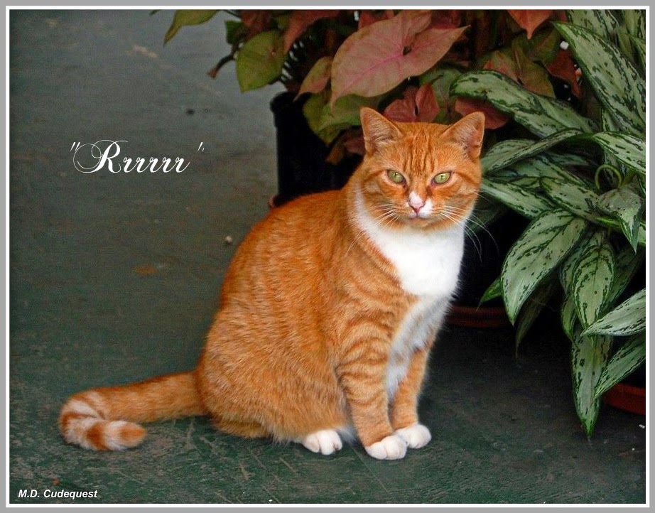 EverythingCroton EVERYTHING CROTON'S TOP CAT FOR MAY 2014 RRRRR