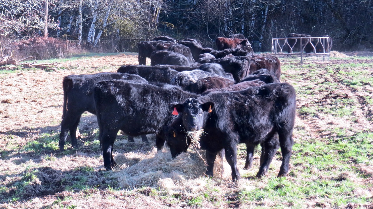 LuAnn Kessi Feeding Yearling Cattle...