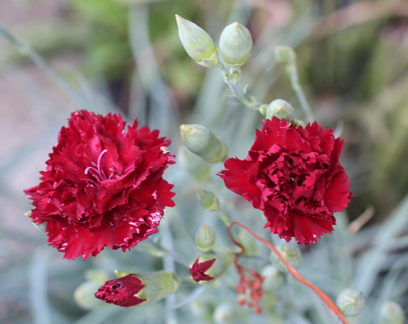 Florez Nursery Carnations for amateurs