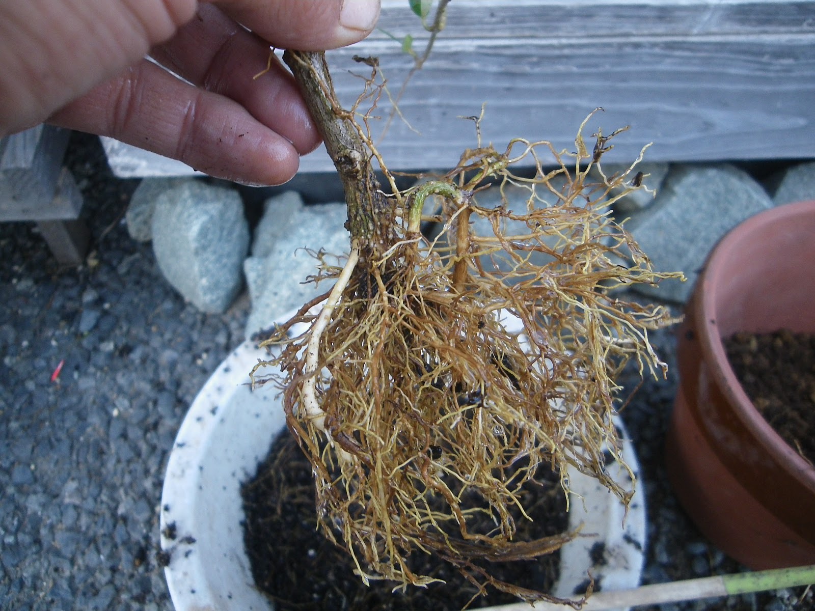 オリーブの鉢植えの育て方 必ずできる植え付けの方法 メダカの大工