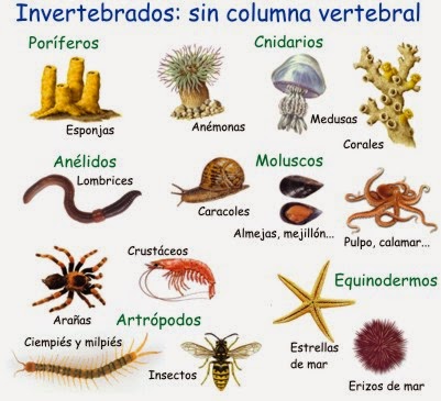 NATURALES 8º.: Invertebrados