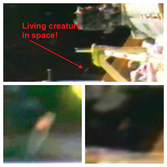 Alien Creature Swims Past International Space Station March 2013 Live Cam Alien Creature Swims Past International Space Station March 2013 Live Cam