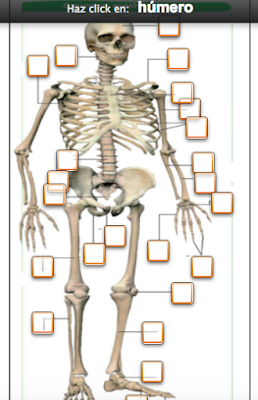 https://es.educaplay.com/recursos-educativos/4265763-los_huesos.html