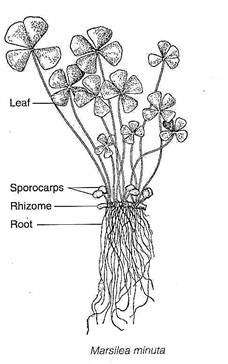 Water Clover, Semanggi, Semanggen (Marsilea minuta L.)