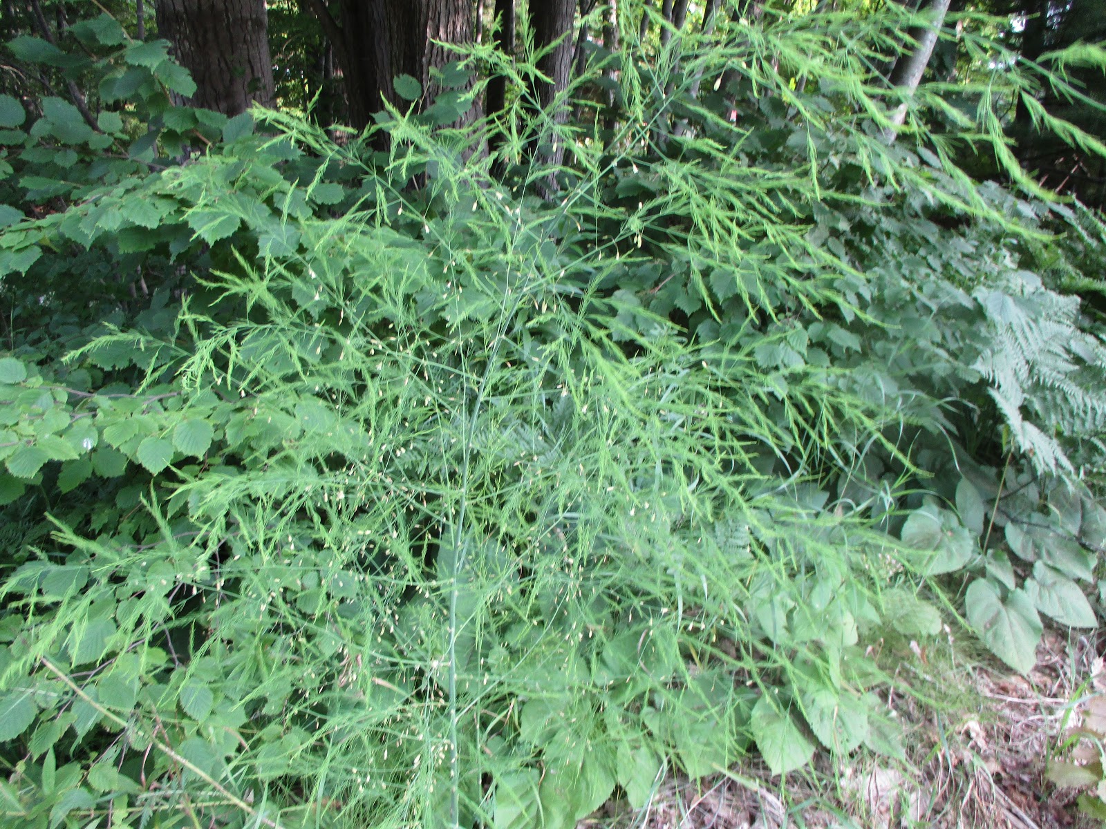 Art's Bayfield Almanac ROADSIDE WILD ASPARGUS IS BLOOMING