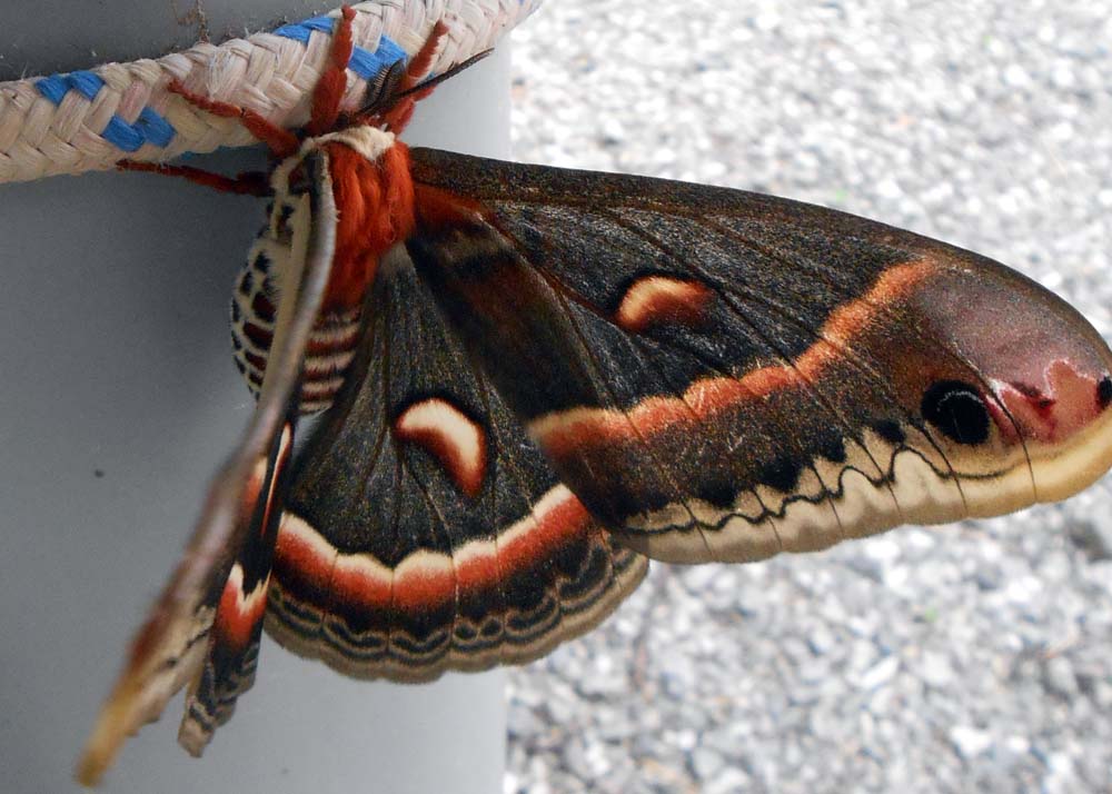 Toronto Grand Prix Tourist A Toronto Blog Ontario largest moth the