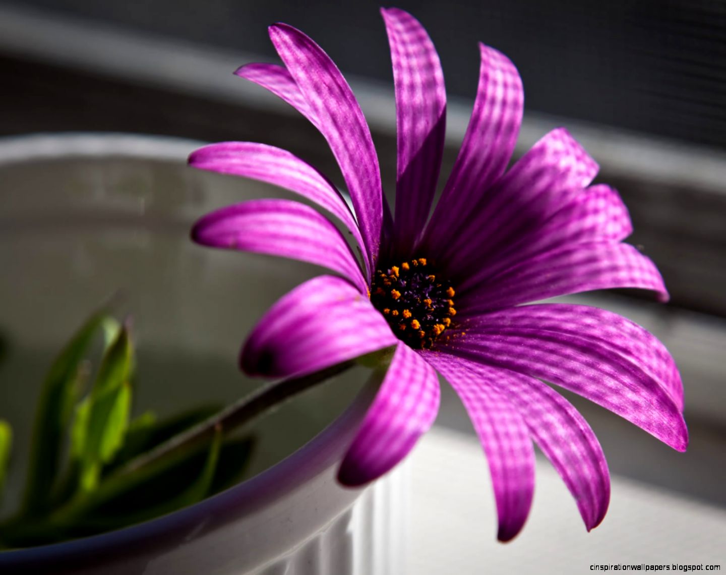 Purple Flower Desktop