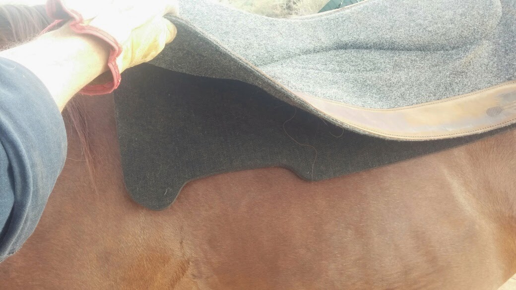 Functional Horsemanship Review of CSI Saddle Pad