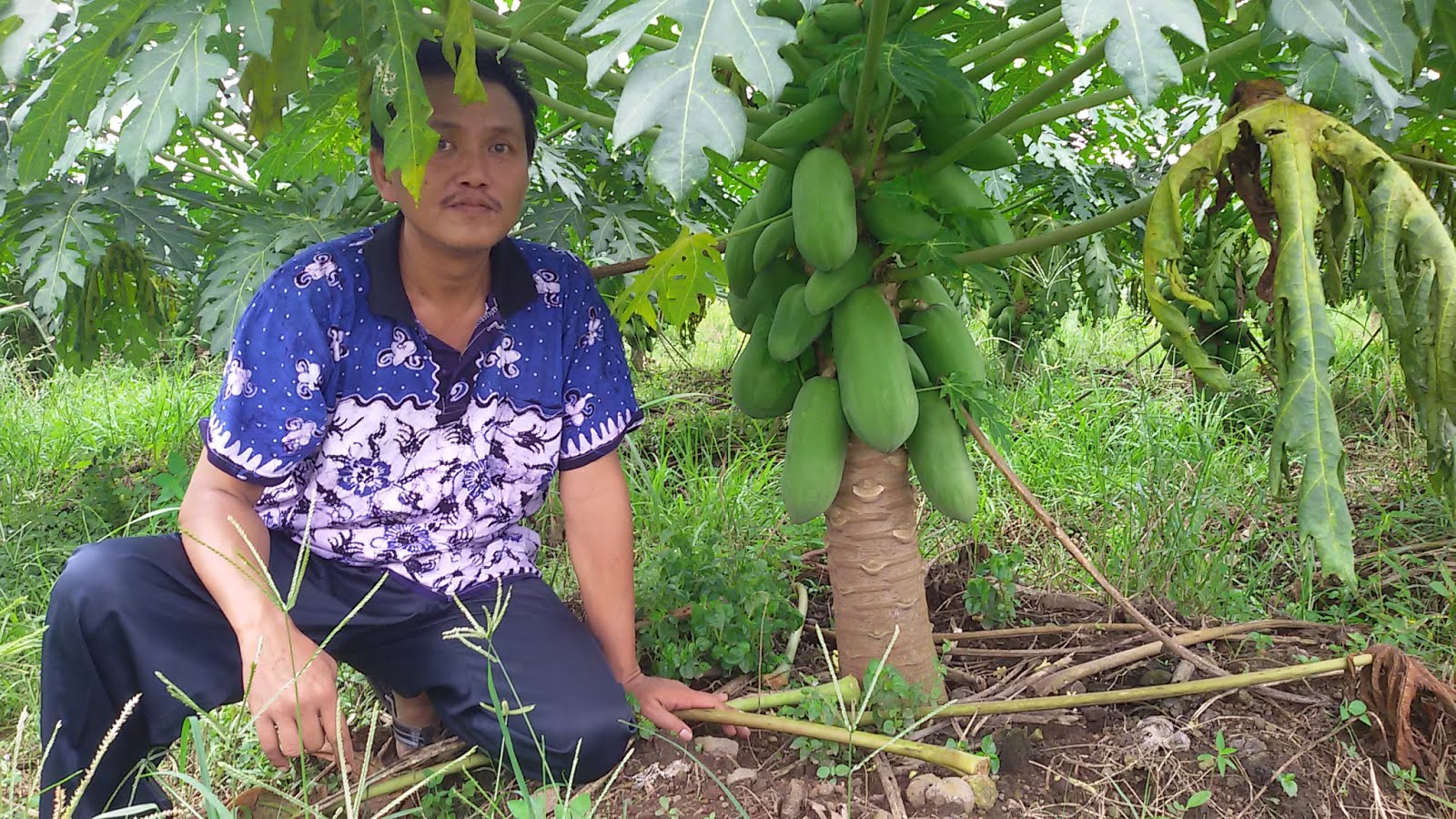 PEPAYA CALIFORNIA BERBUAH LEBAT SEKALI