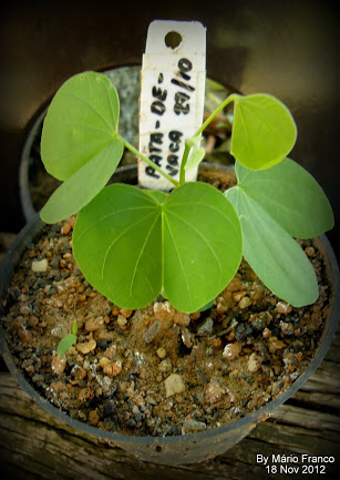 Mudas PATA-DE-VACA  - ( Bauhinia variegata )