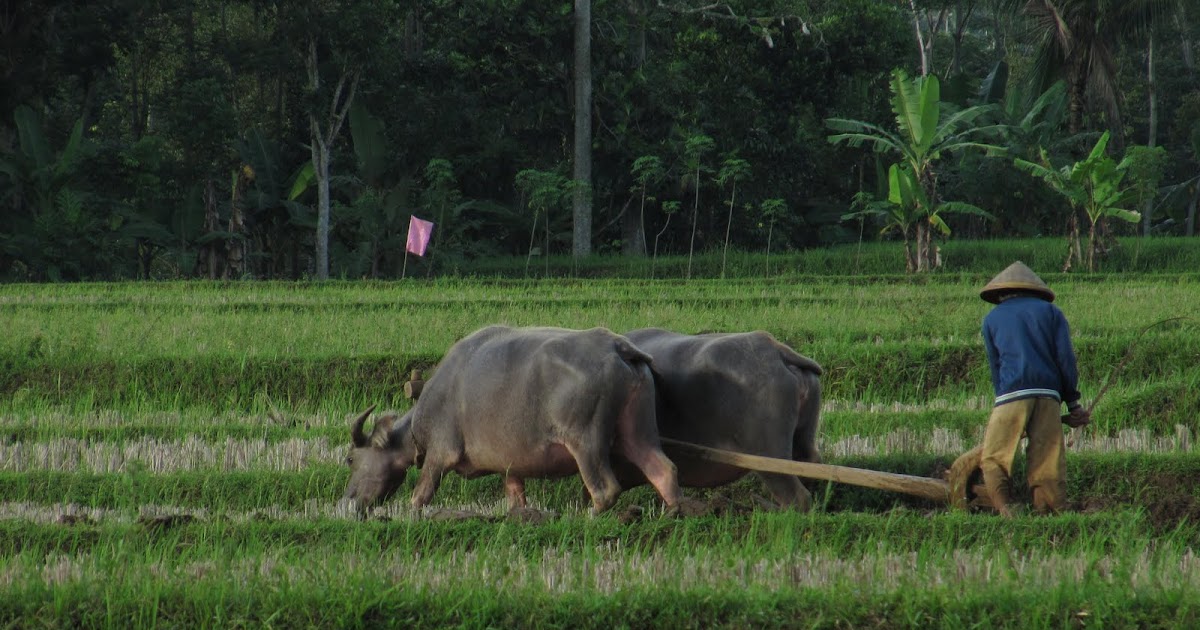 Kumpulan gambar untuk Belajar mewarnai Mewarnai Gambar Petani Bawa Cangkul