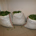 Κόνιτσα:Συνελήφθησαν με 138 kg  αρωματικού-φαρμακευτικού φυτού