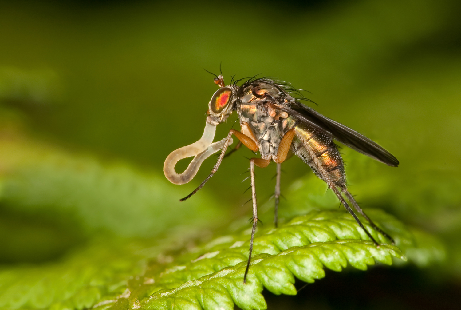 Irish Wildlife Photography Long legged fly battling with a worm!