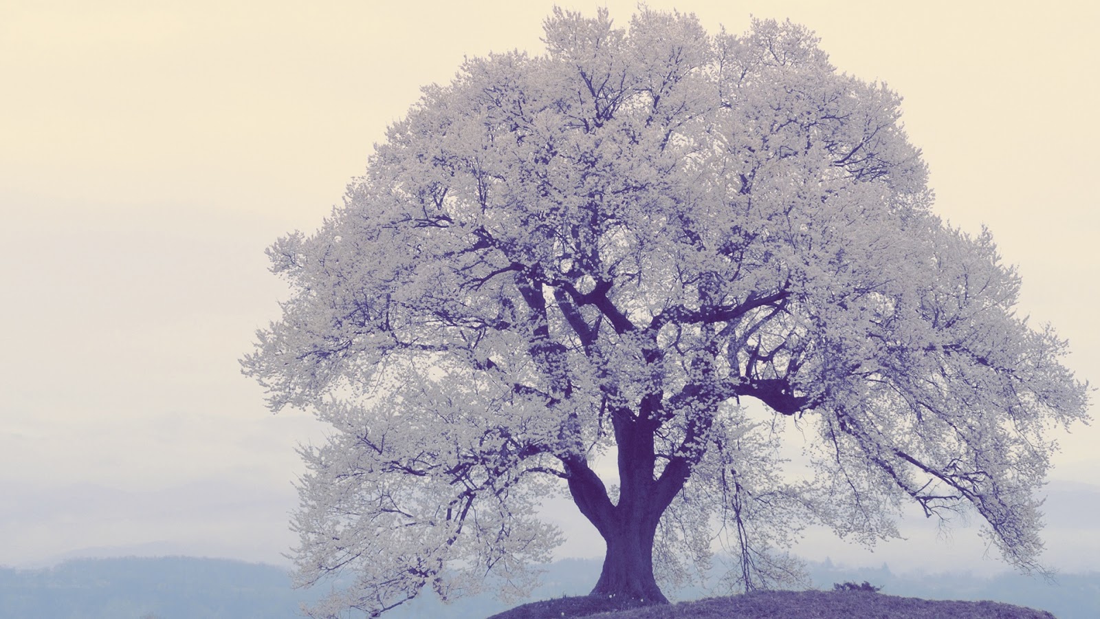 JeffCo Master Gardeners Protecting Trees and Shrubs from Extreme