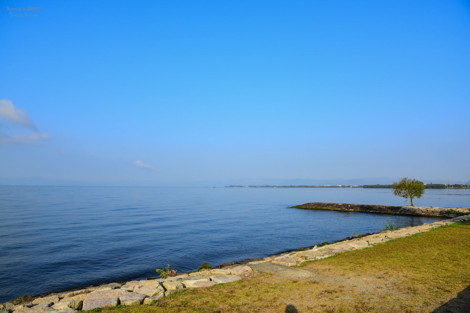 琵琶湖の内湖「西の湖」が幻想的な”自然の美術館”に！ | 海と日本PROJECT in 滋賀県