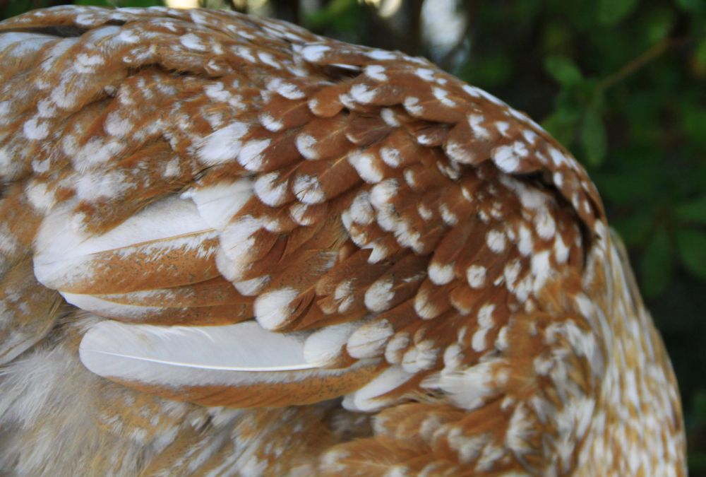 Natural Chicken Keeping Guide to Feather Anatomy and Coloration