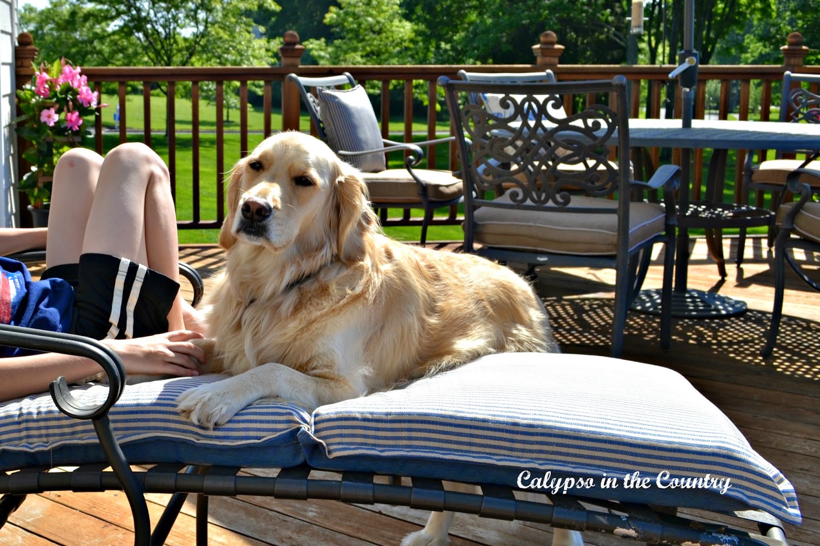 Spoiled Golden Retriever