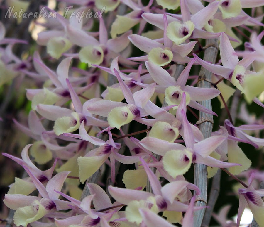 Floración espectacular de la orquídea Dendrobium pierardii