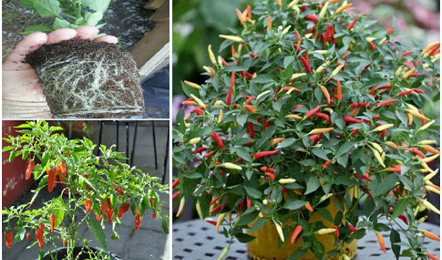 Sains Membuktikan Bahwa Ayat Al Quran Mampu Pengaruhi Pertumbuhan Tanaman