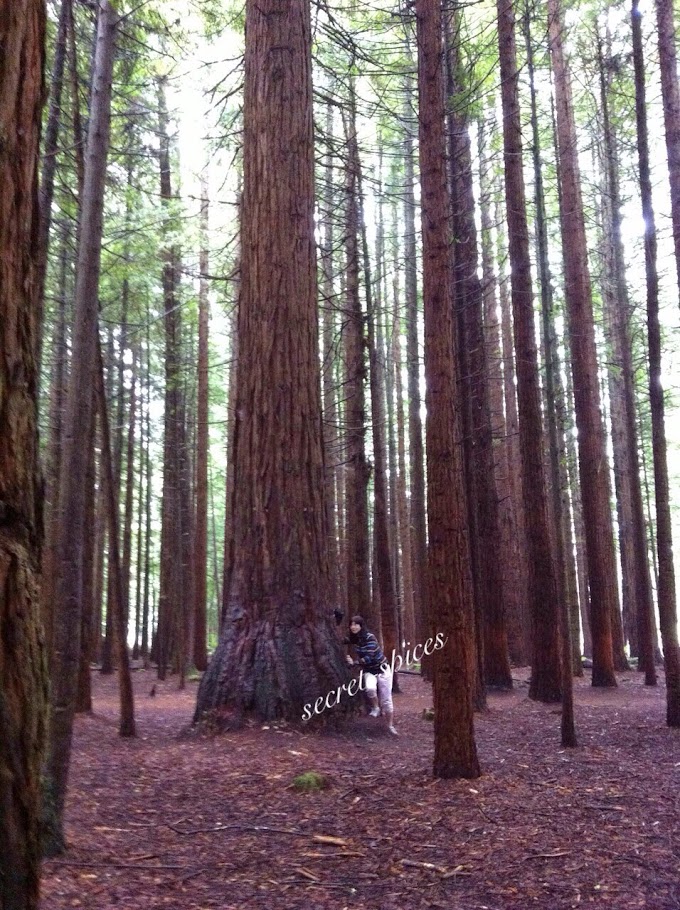 Mighty Tall trees @Redwoods Whakarewarewa Forest, Rotorua
