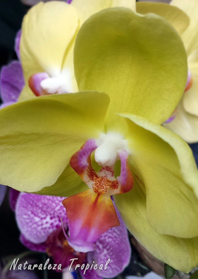 Variedad amarilla de la flor de una orquídea Mariposa, género Phalaenopsis