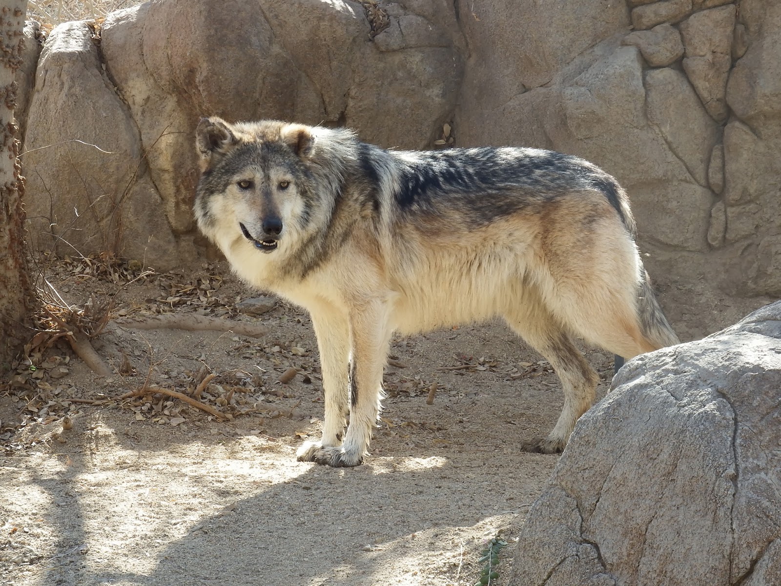 Wheelstogogo Travel Tales.: The Living Desert, plants & animals.