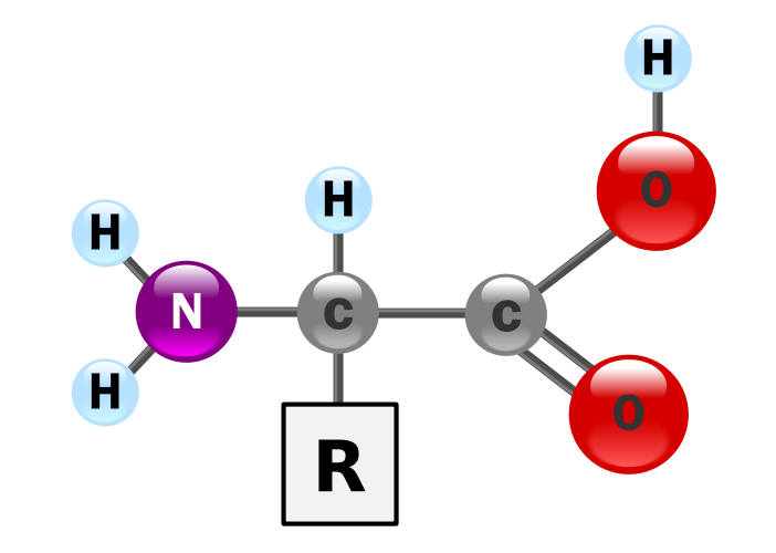 Macro to Micro Amino acids
