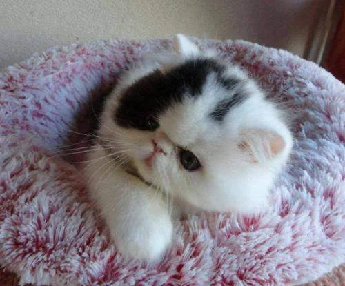 Jenis-Jenis Kucing Populer di Indonesia