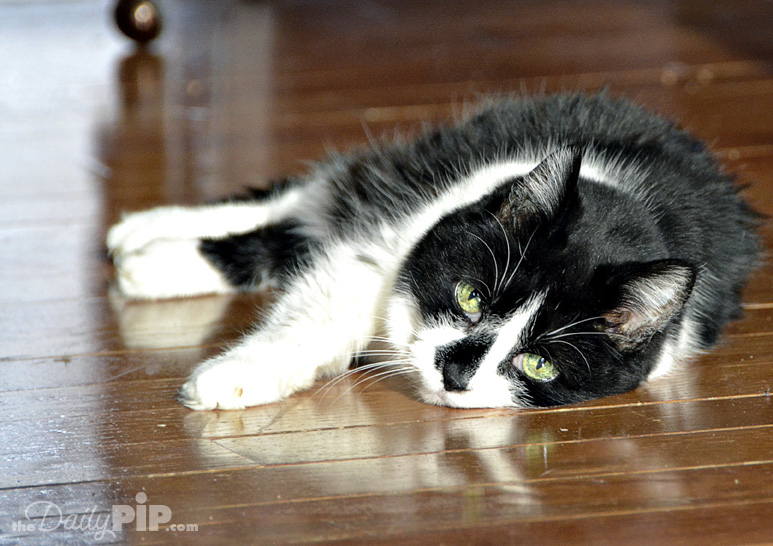 Black and White Deaf Feral Cat The Specials: adopting a deaf feral cat