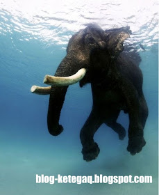 gajah dalam air