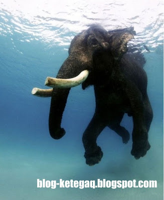 gajah dalam air
