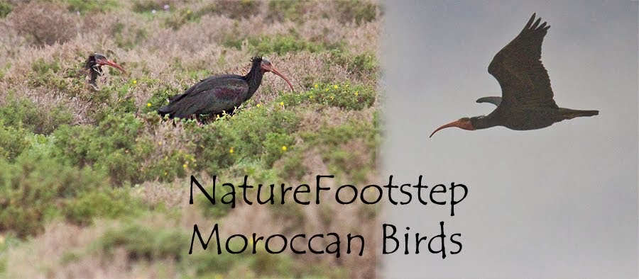 NatureFootsteps Moroccan birds