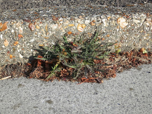 Compact plant with dark green, prickly leaves in kerb.