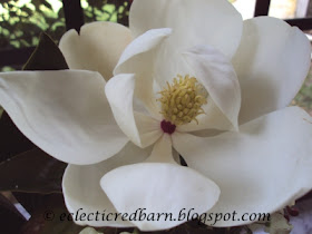Eclectic Red Barn: Magnolia Full Blooming Flower