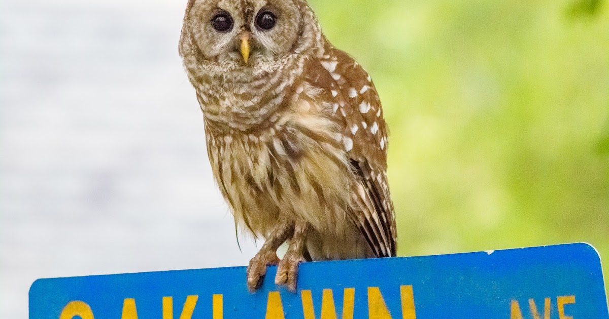 WILD LOUISIANA In plain sight.....The Owl of Oaklawn Street.