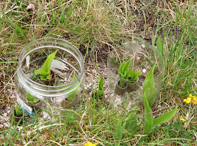 Lady's Slipper Orchid seedlings - Gait Barrows, Cumbria