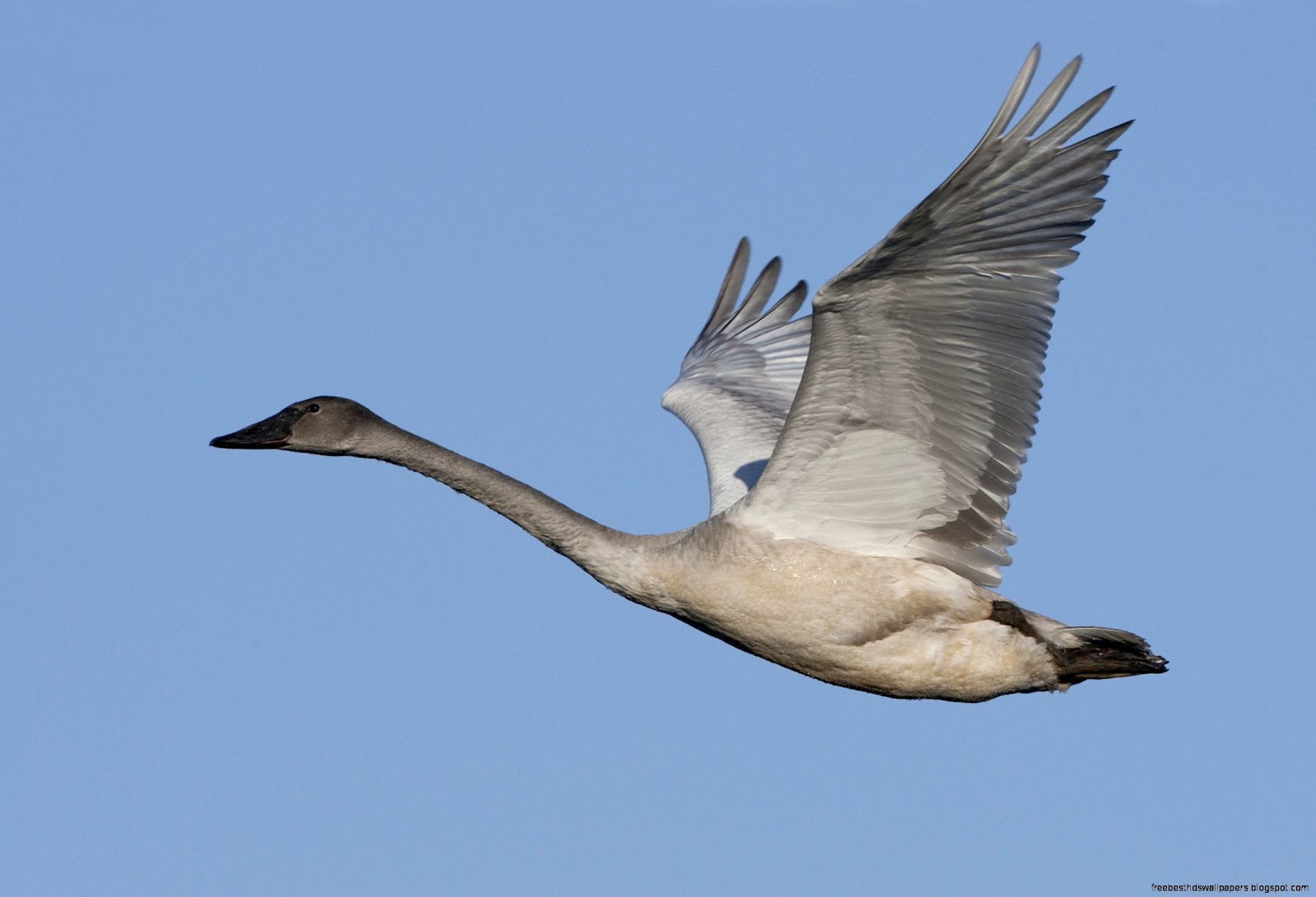 Trumpeter Swan Flying