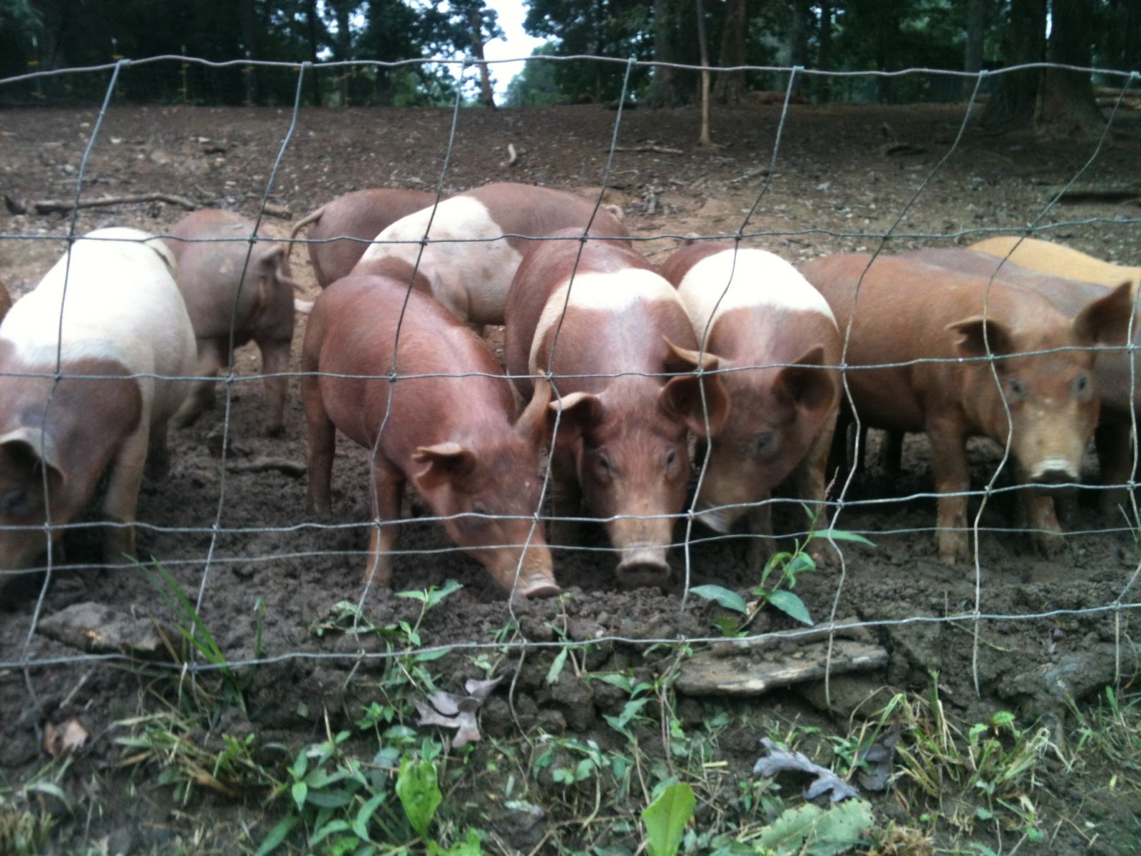 Roaming Fork "Bistro On Wheels"
