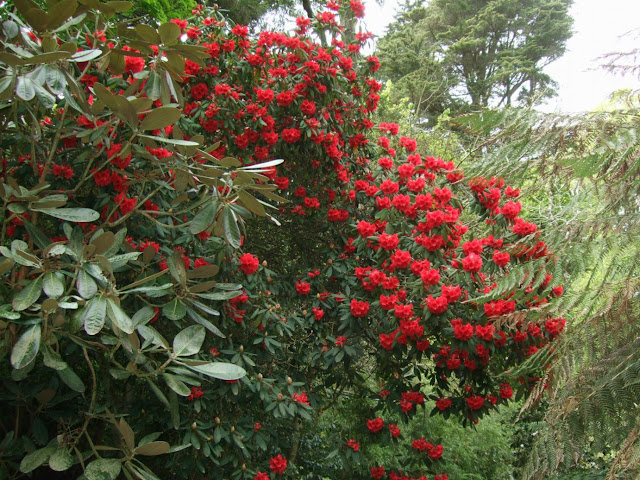 Red flowers on Rhododendron