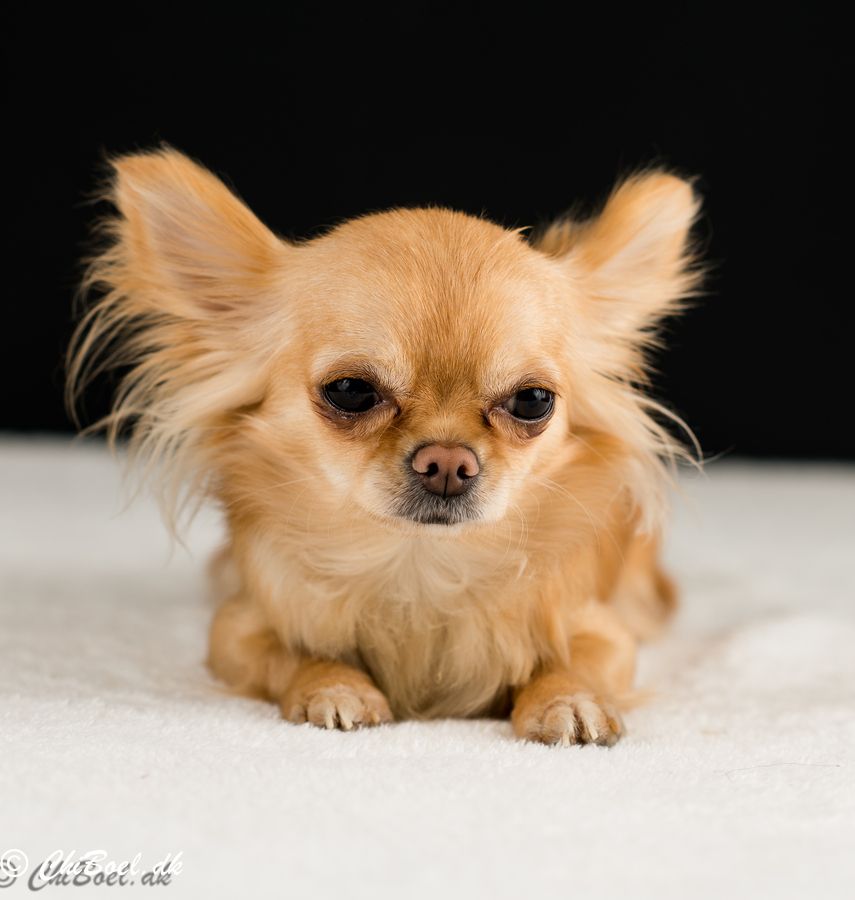 The Cutest Chihuahua Puppies Ever Best Photography, Art