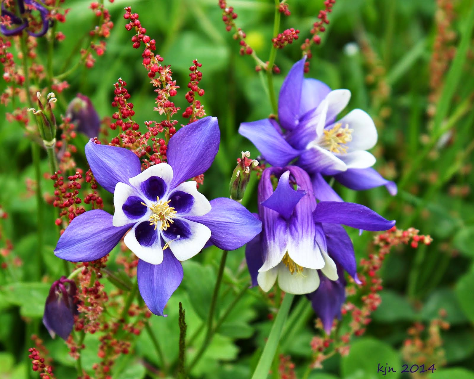 Backyard Columbine