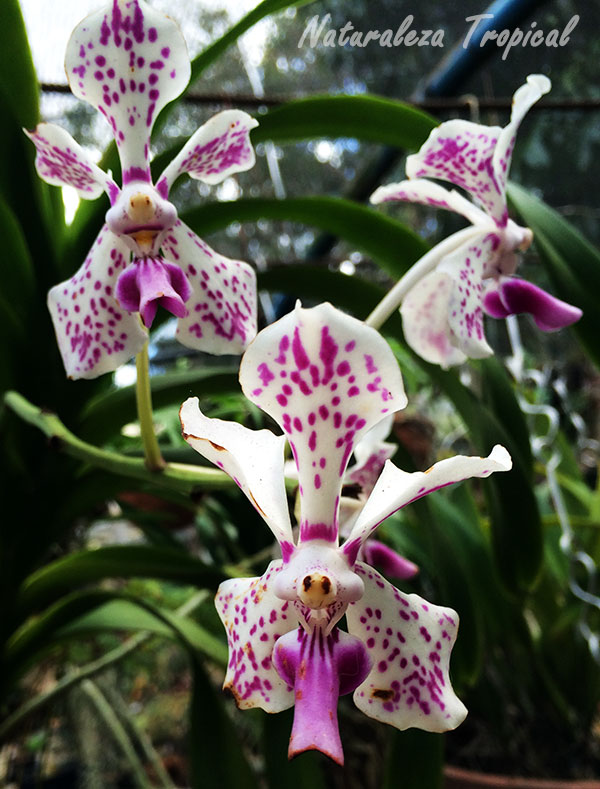 La famosa Vanda tricolor