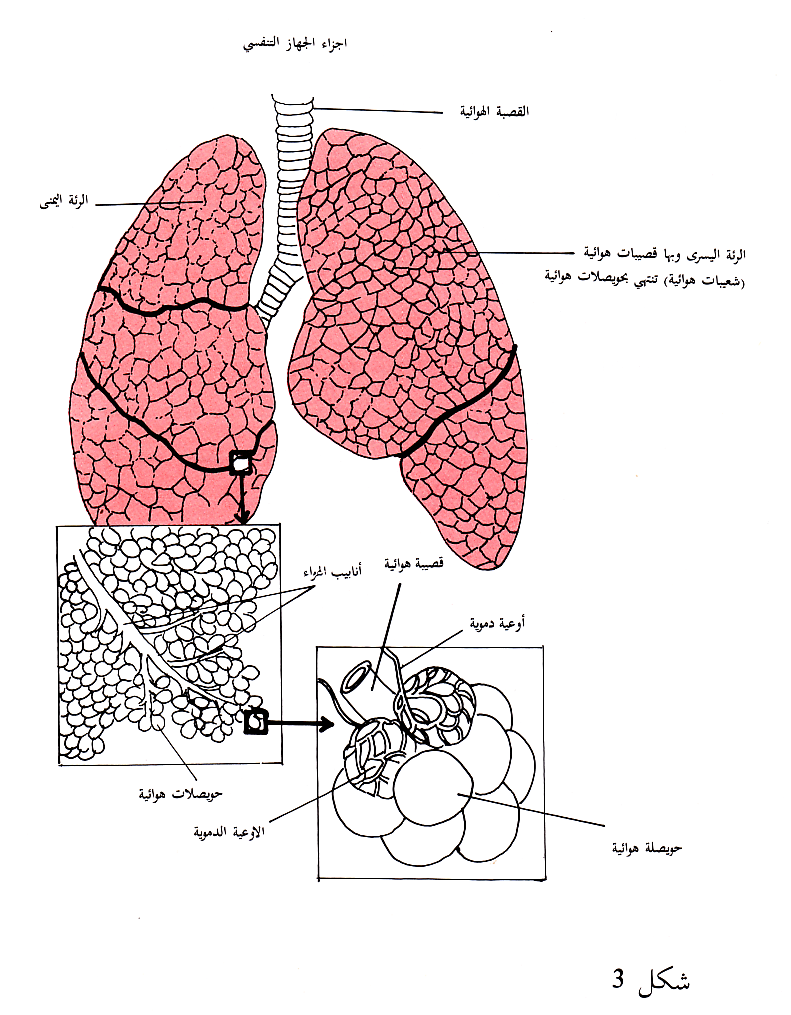 الجهاز التنفسي رسم الجهاز التنفسي رسم