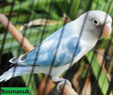 Harga Lovebird Blorok Green Series Gs Dan Blue Series Bs Terbaru