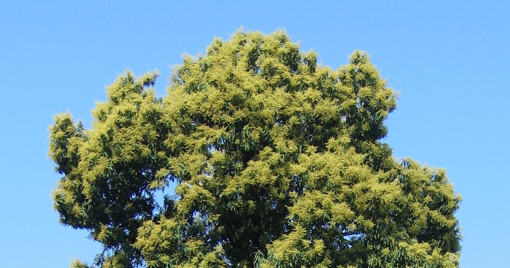 Trees Mangifera indica Mango Tree