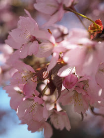 CherryBlossomsCT4U.jpg